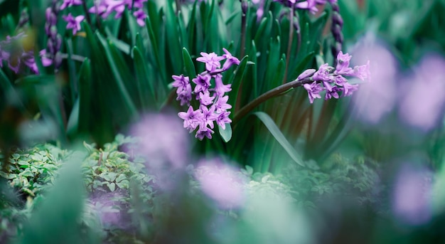 Blühende violette Hyazinthe im Garten an einem sonnigen Sommernachmittag mit selektivem Fokus