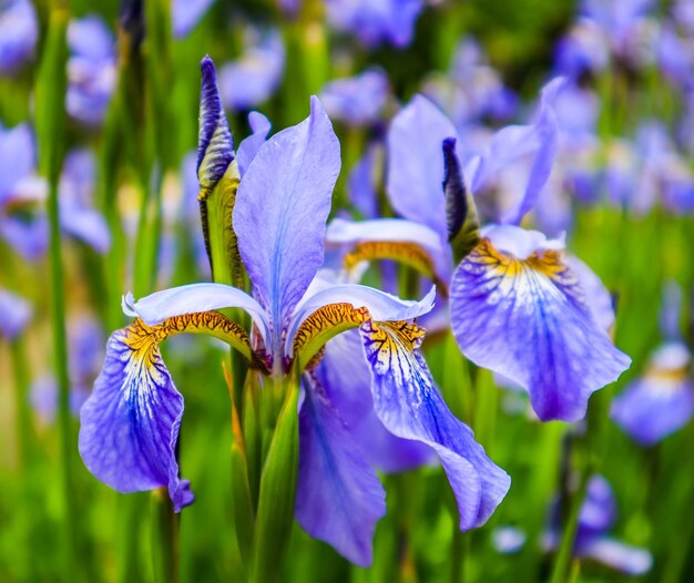 Blühende violette Irisblumen im Garten Gartenkonzept Blumenhintergrund