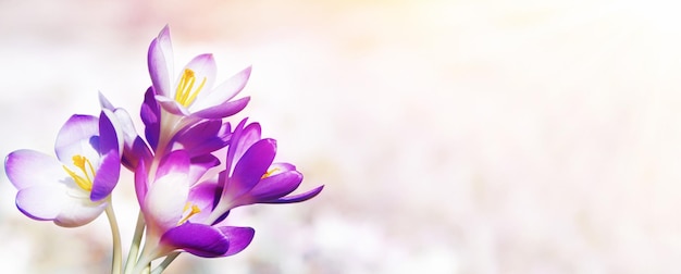 Blühende violette Krokusblumen in einem weichen Fokus an einem sonnigen Frühlingstag