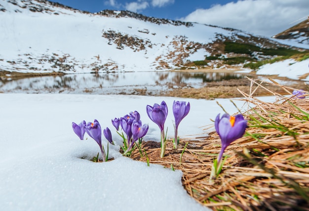 Foto blühende violette krokusse in den bergen. karpaten, ukraine, europa