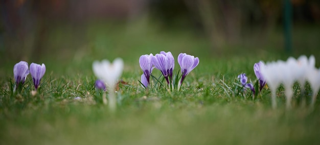 Blühende violette Krokusse mit grünen Blättern in den Gartenfrühlingsblumen