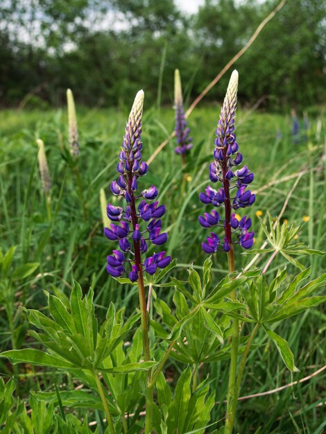 Blühende violette Lupinenblüten Lupinus polyphyllus Futterpflanzen wachsen im Frühlingsgarten Veilchen- und Fliederblüten