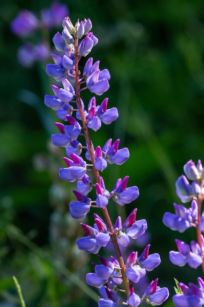 Blühende violette Lupinenblume auf grünem Hintergrund an einem sonnigen Tag Makrofotografie