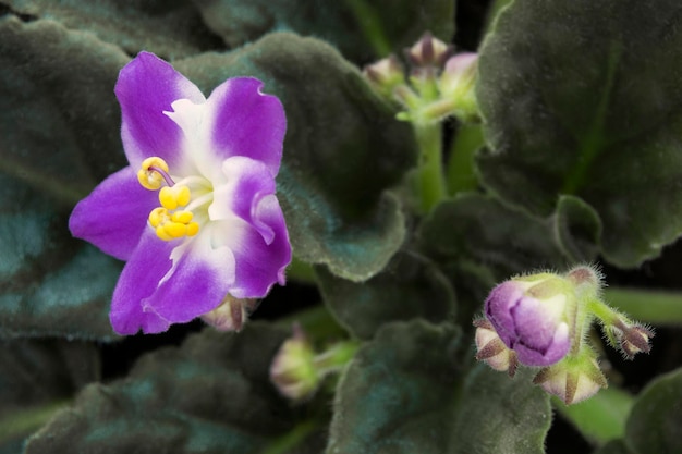 Blühende violette Nahaufnahme