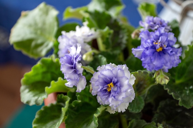 Foto blühende violette zimmerpflanze mit violetten blüten im topf im heimischen garten