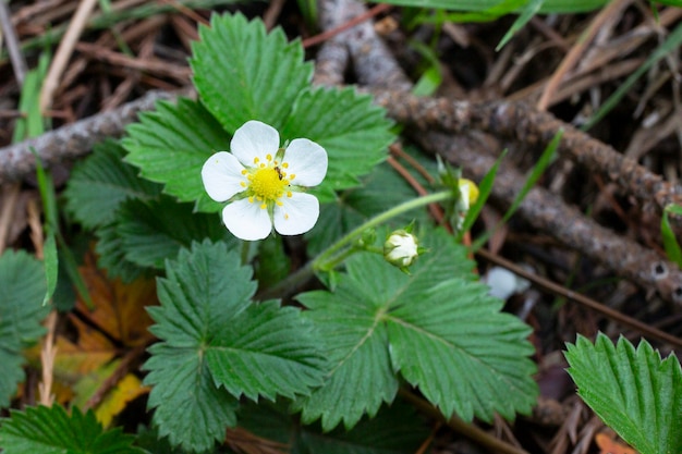 Blühende Walderdbeere im Frühjahr Erdbeerblume auf einem Busch im Wald