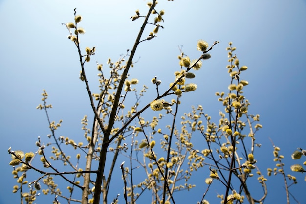 Blühende Weide gegen den blauen Himmel. Foto Nahaufnahme im Frühjahr