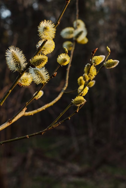 Blühende Weidenknospen an einem sonnigen Tag