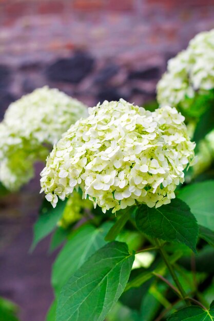 Blühende weiße annabelle hydrangea arborescens