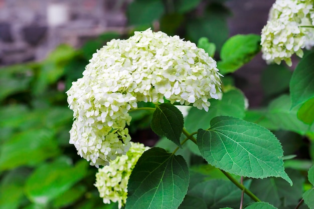 Blühende weiße Annabelle Hydrangea arborescens