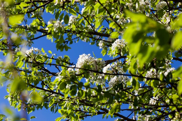 Blühende weiße Birnenblüten im Frühjahr