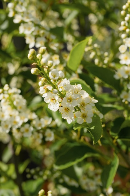 Blühende weiße Blumen auf einem Baum an einem sonnigen Tag