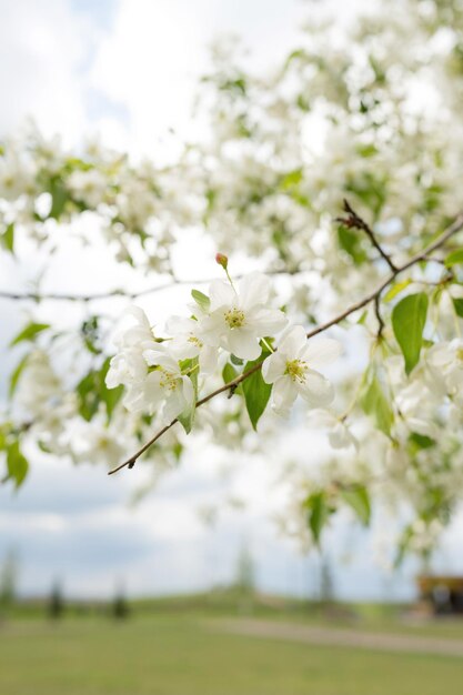 Blühende weiße Blumen auf einem Baum an einem sonnigen Tag