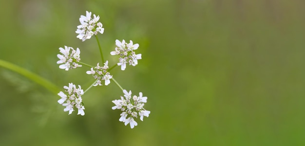 Blühende weiße Blumen auf grünem Hintergrund von verschwommenen Blättern