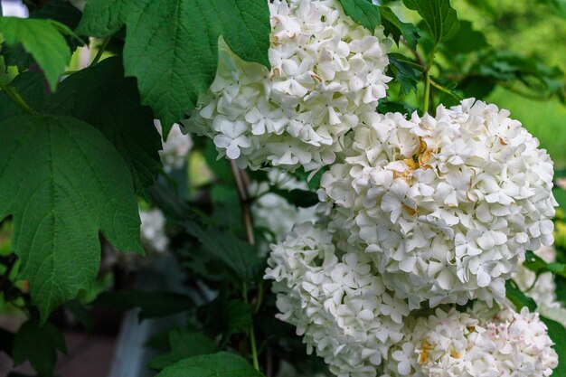 Blühende weiße Farbe im Blumenbeet