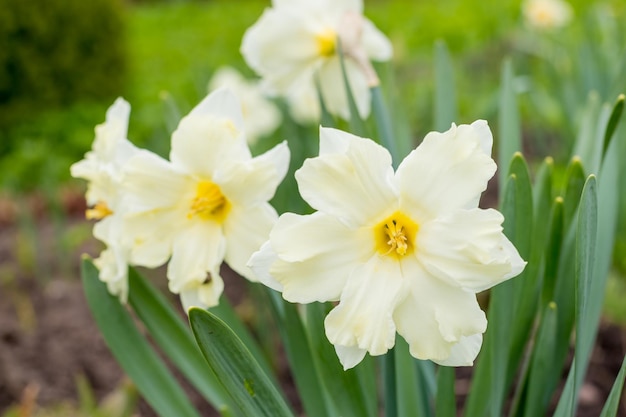 Blühende weiße gelbe Narzissenblume auf einem unscharfen Hintergrund an einem sonnigen Tag erste Frühlingsblumen fl...