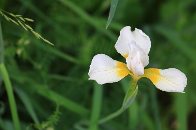 Blühende weiße Iris im Sommergarten