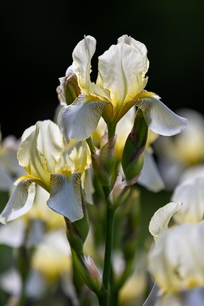 Blühende weiße Iris in einem Frühlingsgarten Iris blüht auf einem verschwommenen dunklen Hintergrund