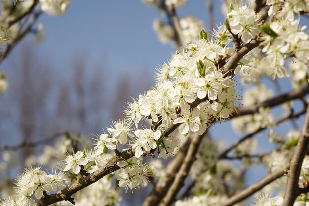 Blühende weiße Kirschpflaumenblumen auf einem blauen Frühlingshintergrund