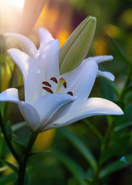 Blühende weiße Lilie in einem Sommersonnenunterganglicht Makrofotografie Gartenlilie Nahaufnahme Foto