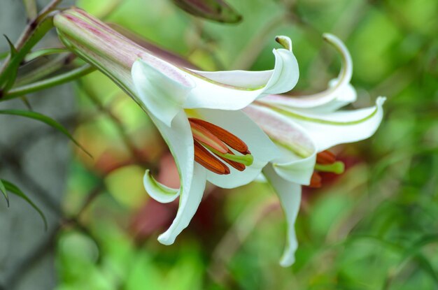 Foto blühende weiße lilien im garten