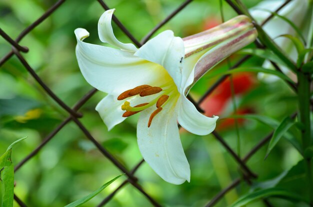 Blühende weiße Lilien im Garten