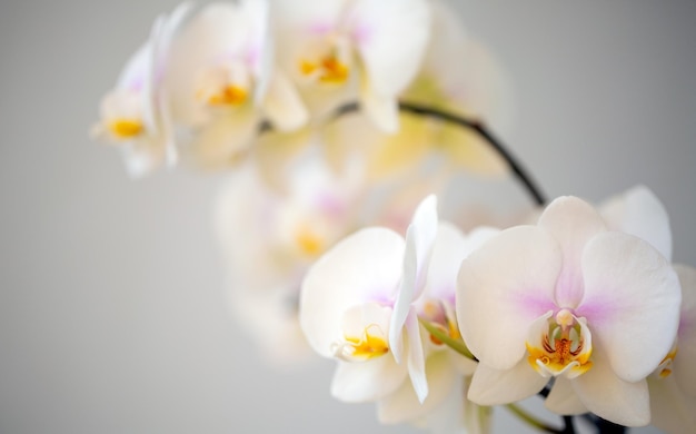 Blühende weiße Orchidee auf hellem Hintergrund mit Kopierraum Blumenzucht Zimmerpflanzen Hobby