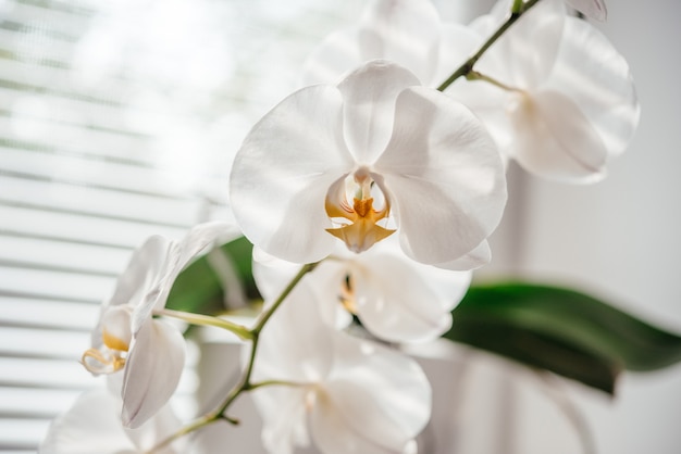 Blühende weiße Orchideen-Heimpflanze im Badezimmerfenster mit Fensterläden, Phalaenopsis oder Mottenorchidee unter diffusem natürlichem Licht der Fensterläden, einfache Orchideen zum Wachsen als Zimmerpflanzen