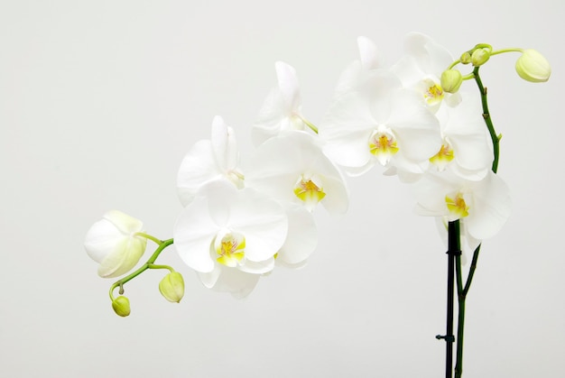 Blühende weiße Orchideenblume isoliert auf weißem Hintergrund