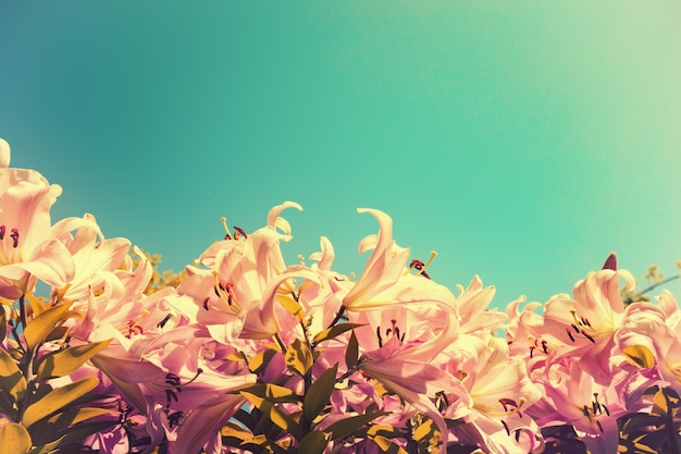 Blühende weiße und rosafarbene Lilien gegen Blau mit Sonne