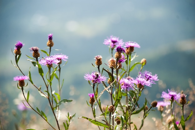 Foto blühende wiese auf einem hintergrund von bergen. wilde weiße und violette blumen auf unscharfem hintergrund