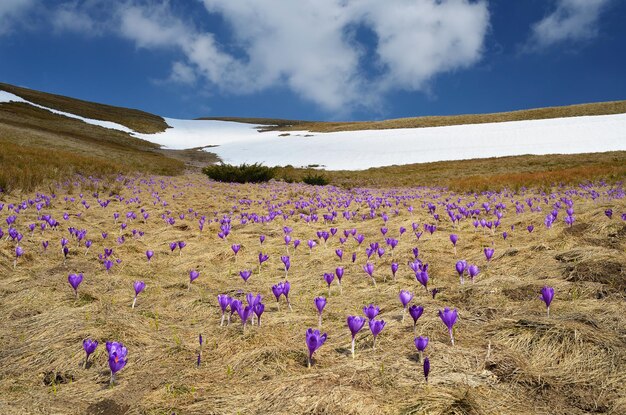 Blühende Wiese und der letzte Schnee. Berglandschaft mit Krokusblüten. Karpaten, Ukraine