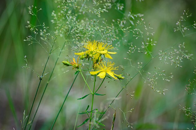 Foto blühende wiesenblumen auf dem feld eines bauern