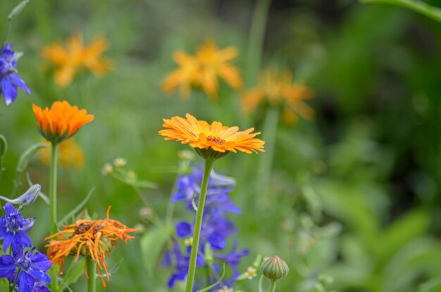 Foto blühende wiesenblumen auf dem feld eines bauern