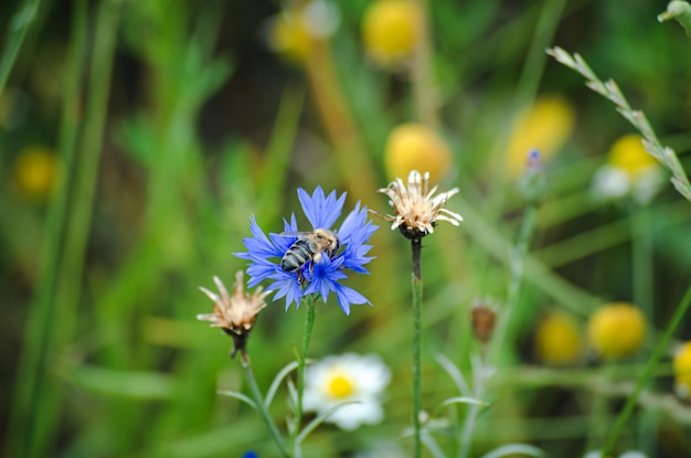 Foto blühende wiesenkornblumen auf dem feld eines bauern