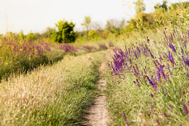 Blühende wilde Blume - Wiesenblume. Schönes Feld mit Unschärfehintergrund