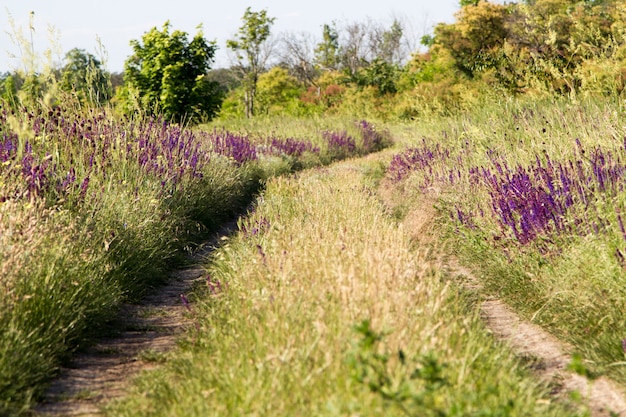 Foto blühende wilde blume - wiesenblume. schönes feld mit unschärfehintergrund