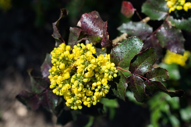 Foto blühende, wunderschöne, farbenfrohe, frische naturblumen im blick