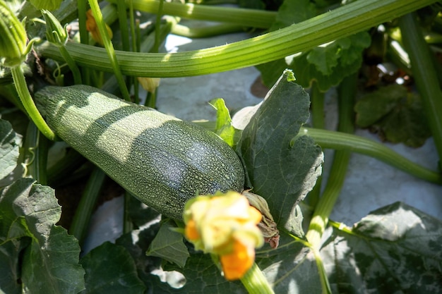 Blühende Zucchini im Gemüsegarten