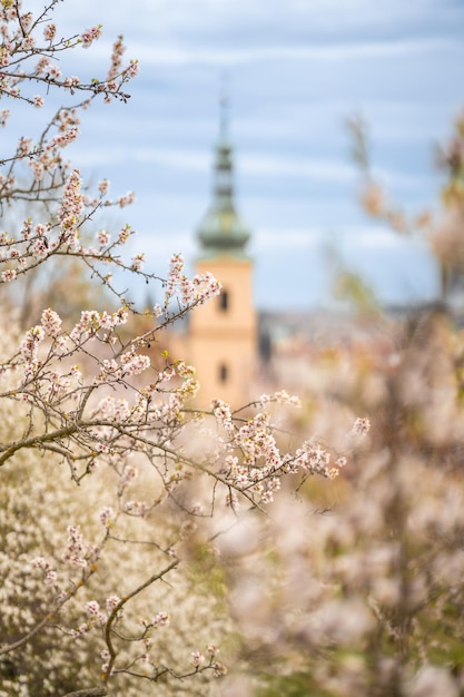 Blühende Zweige bedeckten Blumen malerisches Stadtbild Prag im Frühling blühender Apfelpark p