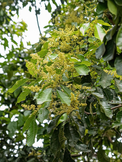 Blühende Zweige des Mangobaums