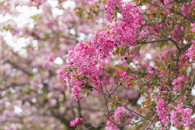 Blühende Zweige Malus floribunda oder japanischer blühender Holzapfel und Himmel Frühlingshintergrund