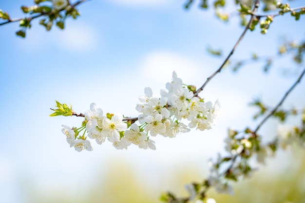 Blühende Zweige von Obstbäumen gegen den Himmel Obsternte globale Erwärmung