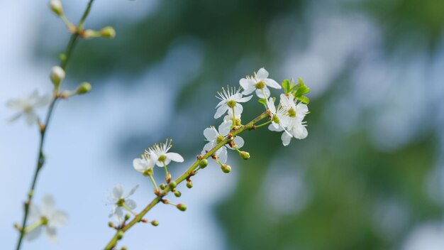 Blühende Zweige Weißblühende Kirschblüten Zweig des Baumes mit kleinen weißen Blüten in Blüte