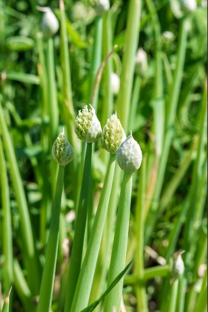 Blühende Zwiebeln auf dem Gartenbeet Eine mehrjährige Gartenpflanze