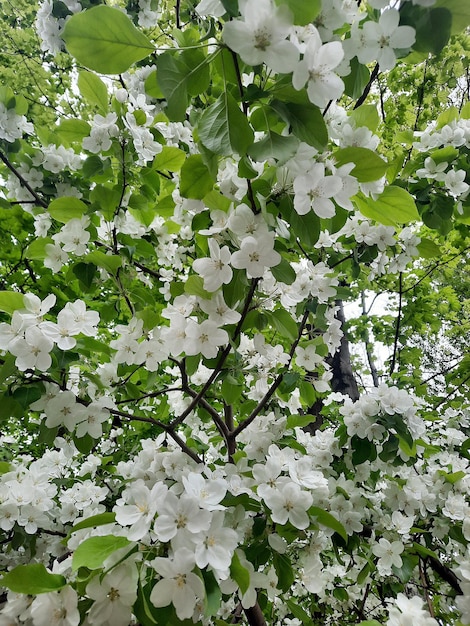 blühenden Apfelbaum