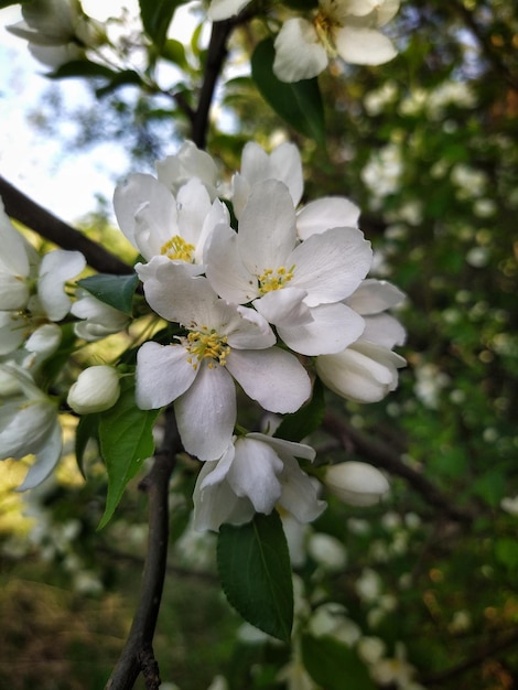 blühenden Apfelbaum