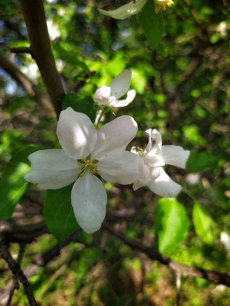 blühenden Apfelbaum