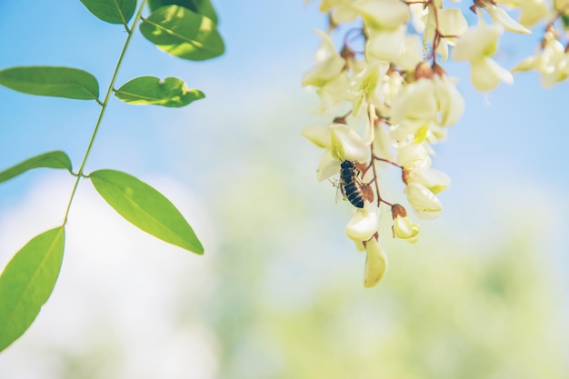 Blühender Akazienbaum im Garten Selektiver Fokus