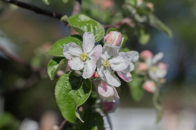 Blühender Apfelbaum am Frühlingstag